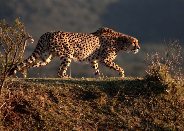 Пятнистый спринтер гепард на охоте. 