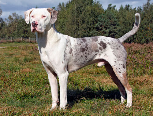 Самые редкие породы собак в мире – Леопардовая собака Катахулы