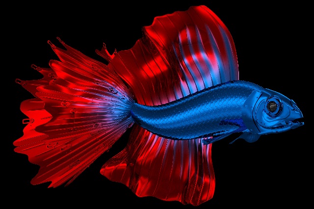 Бойцовая рыбка петушок фото. 