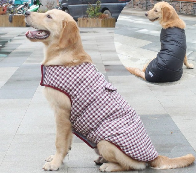 Одежда для собак и обувь для городских питомцев. 