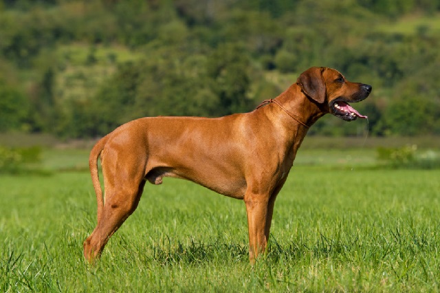 Родезийский риджбек порода собак с фото и описанием. 
