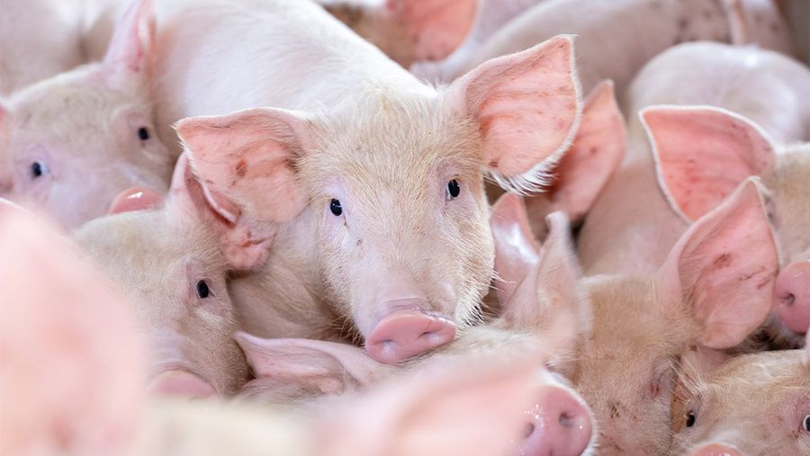 Кормление свиней в домашних условиях в вопросах и ответах. 