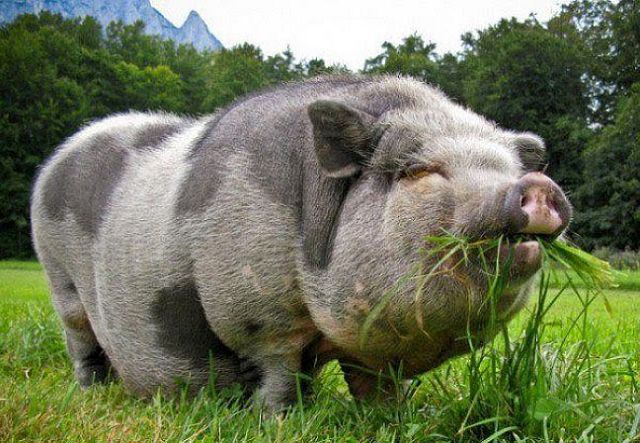 Кормление вьетнамских свиней в домашних условиях. 