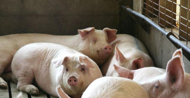 От чего зависит результат осеменения свиноматки? 