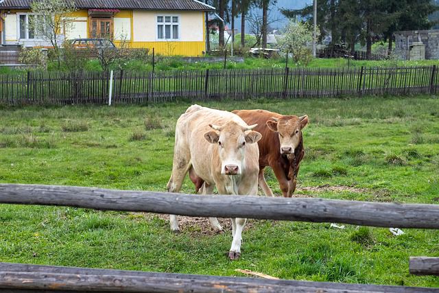 Способы защиты коровы от летнего гнуса народными и аптечными средствами. 