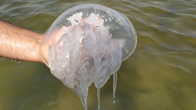 Ядовитые медузы черного моря фото. 
