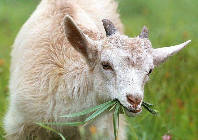Понос у козы что делать и чем лечить в домашних условиях. 