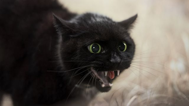 Почему кошки не любят мух? Сказочная история. 