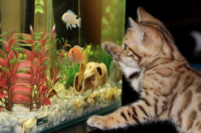 Уход за аквариумом и рыбками для начинающих. 