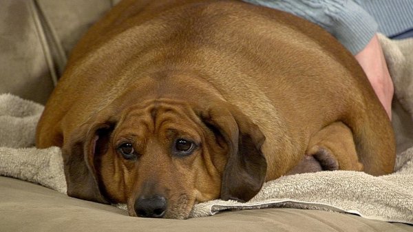 Самые толстые собаки в мире фото. 