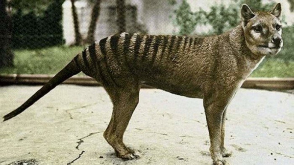 Сумчатый волк — описание и фото вымершего животного. 