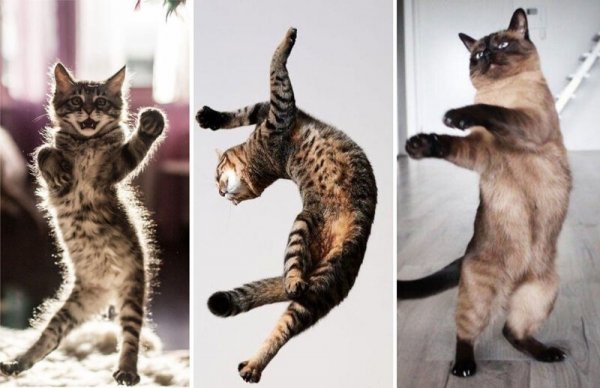 Танцующие коты фото. 