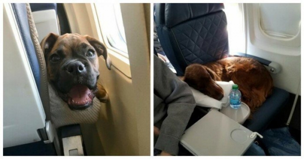 22 причины, почему собак нельзя пускать в самолет? 