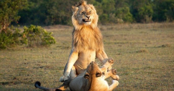 Брачные игры львов в заповеднике Масаи-Мара. 