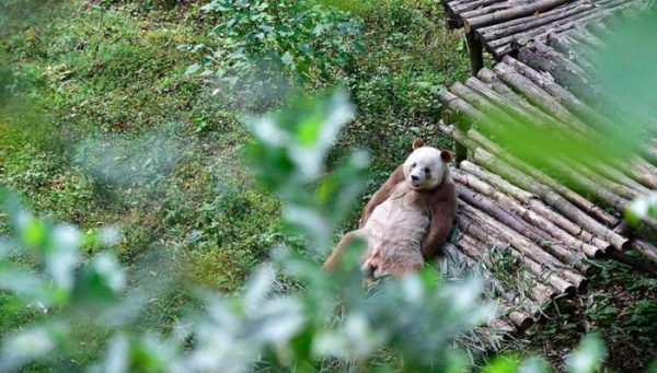 Большая коричневая панда фото и описание. 