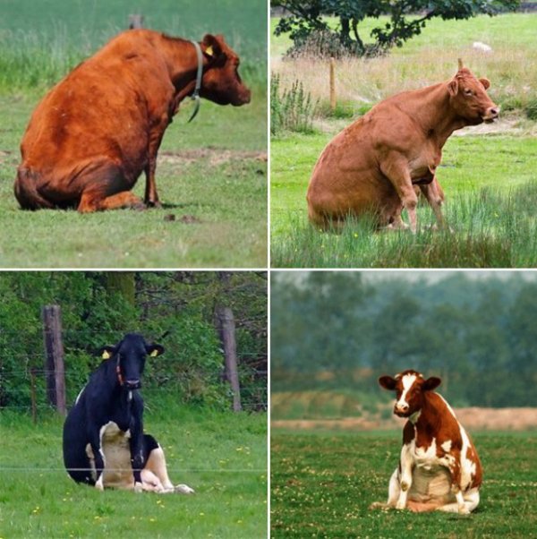 Коровы сидят на траве фото. 