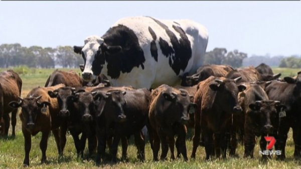 Самая большая корова в мире. 