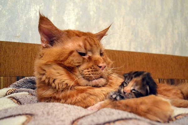 Кот Мейн Кун фото - рыжий Батя с сыночком!