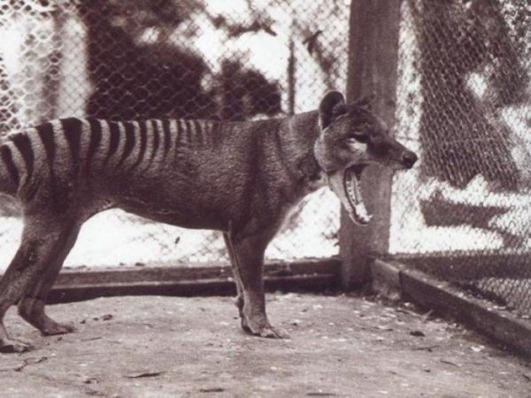Сумчатый волк — описание и фото вымершего животного. 