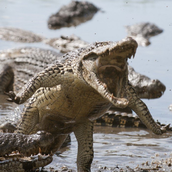 Кубинский крокодил - самый агрессивный среди прочих. 